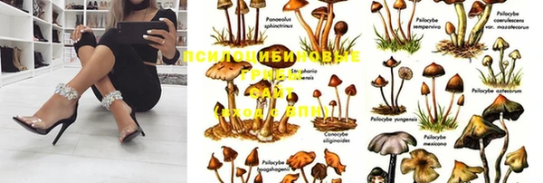 дживик Корсаков